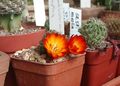 Rebutia steinbachii ssp. verticillacantha 2.jpg