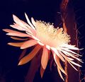 Acanthocereus tetragonus 10.jpg