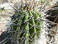Echinopsis aurea ssp. aurea 6.JPG