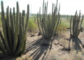 Stenocereus thurberi ssp. thurberi 8.JPG