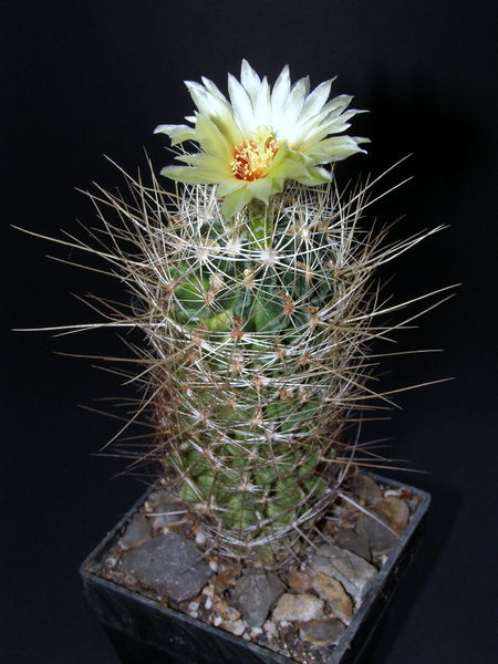 Файл:Thelocactus setispinus var. orcuttii.JPG