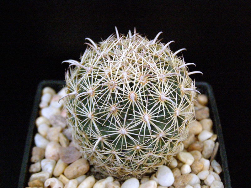 Файл:Coryphantha compacta 3.JPG