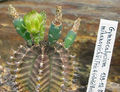 Gymnocalycium mihanovichii 04.jpg