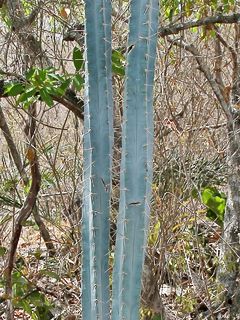 Pilosocereus pentaedrophorus 1.jpg