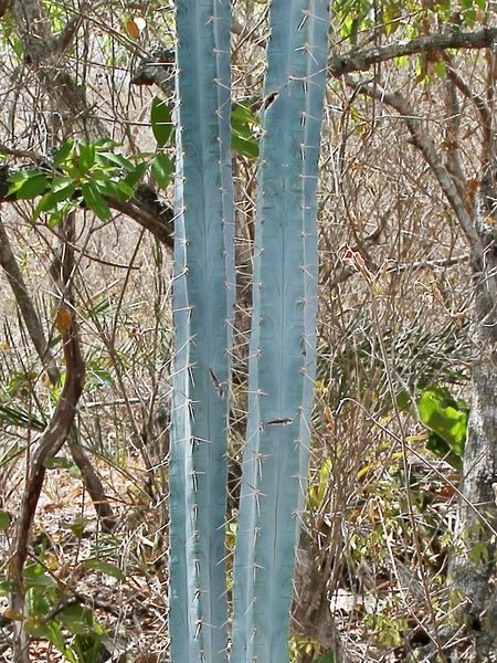 Файл:Pilosocereus pentaedrophorus 1.jpg