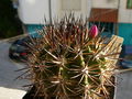 Eriosyce subgibbosa ssp. subgibbosa 4.jpg