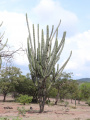 Stenocereus quevedonis 2.jpeg