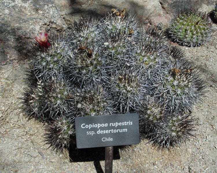 Файл:Copiapoa taltalensis ssp. desertorum 1.JPG