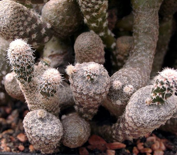 Файл:Maihueniopsis clavarioides 2 ies.jpg