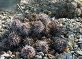 Mammillaria karwinskiana ssp. collinsii 6.JPG
