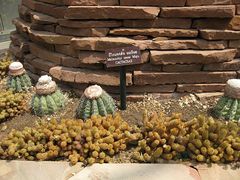Melocactus oreas ssp. oreas 2.jpg