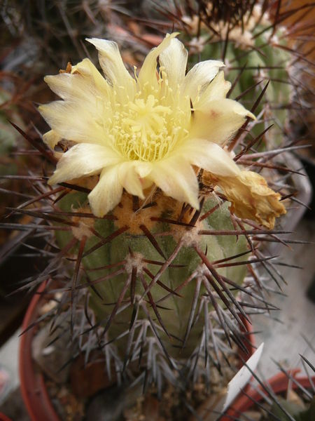 Файл:Copiapoa calderana 2.jpg