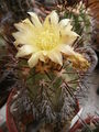 Copiapoa calderana 2.jpg