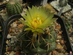 Coryphantha pycnacantha 1.jpg