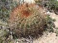 Echinopsis formosa ssp. korethroides 3.JPG