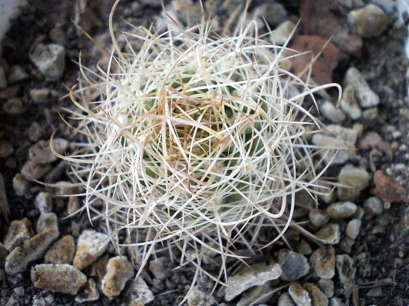 Файл:Eriosyce eriosyzoides ssp. eriosyzoides 3.jpg