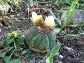 Parodia oxycostata ssp. oxycostata 2.JPG