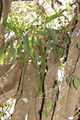 Pseudorhipsalis amazonica (K. Schum.) Ralf Bauer 1BH.jpg