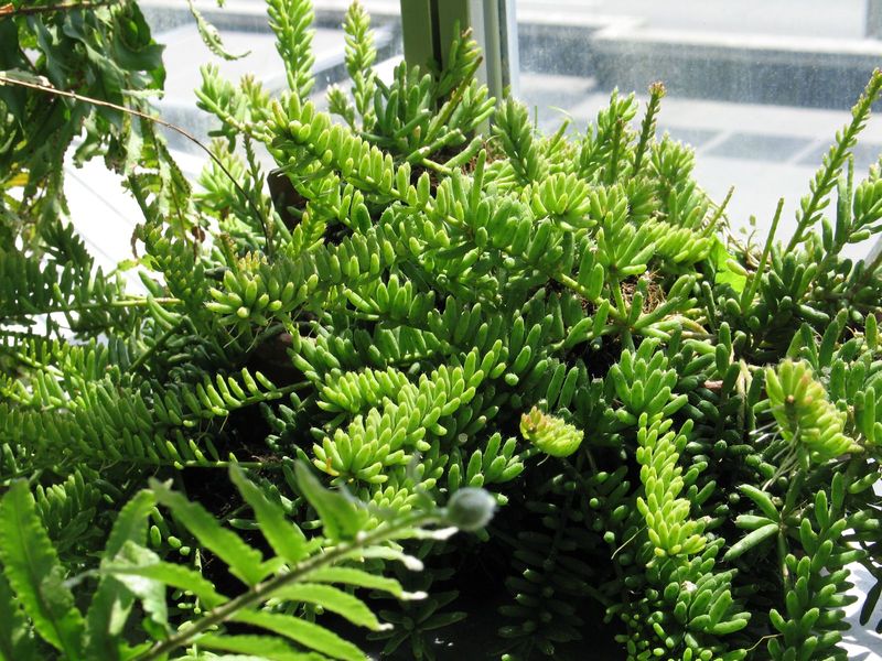 Файл:Rhipsalis mesembryanthemoides 1.jpg