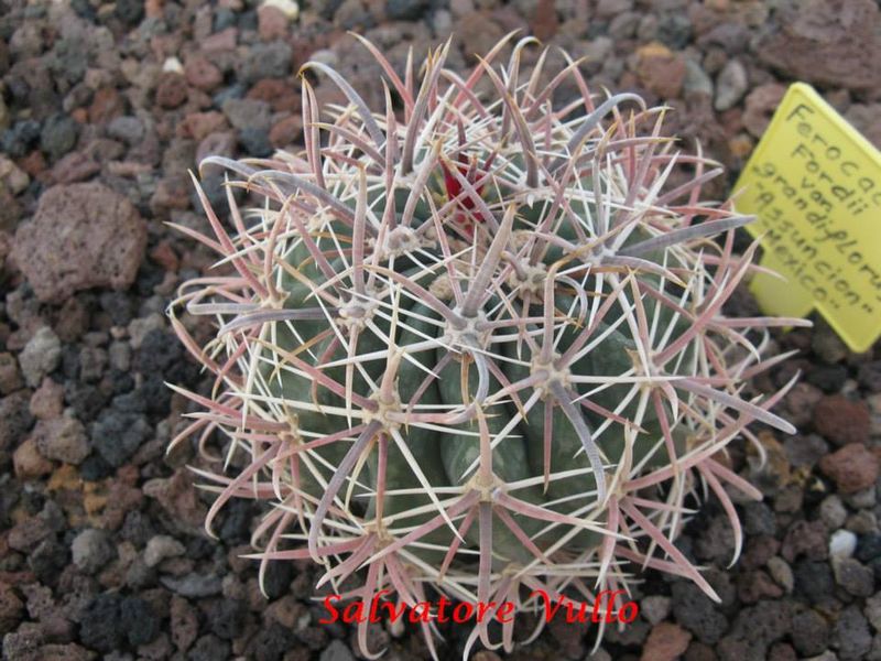 Файл:Ferocactus fordii v. grandiflorus.jpg