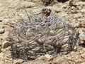Gymnocalycium glaucum ssp. ferrarii 3.JPG
