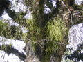 Rhipsalis baccifera 1350.jpeg
