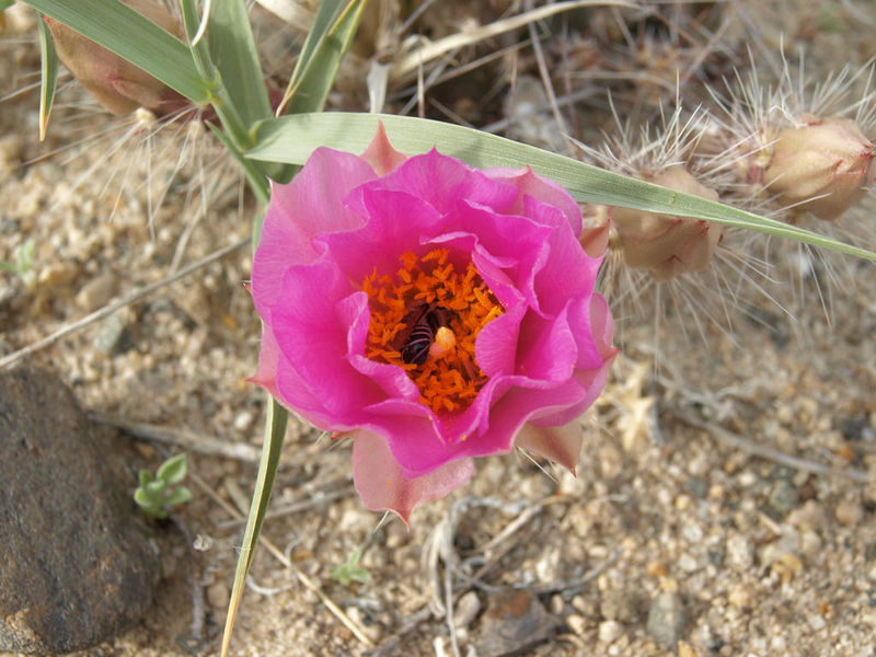 Файл:Corynopuntia pulchella 2.jpg
