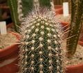 Espostoa blossfeldiorum 03 ies.jpg
