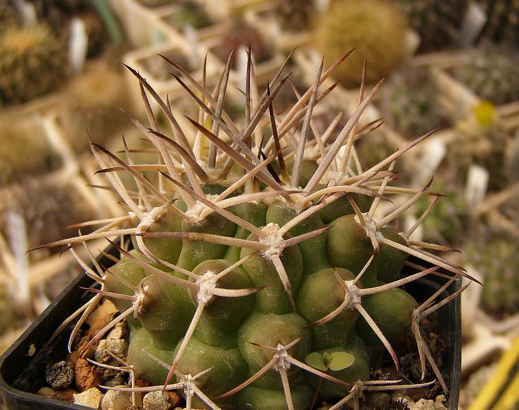 Файл:Gymnocalycium schickendantzii 3n.jpg