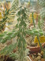 Cylindropuntia alcahes 1.jpg