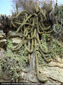 Echinopsis chiloensis ssp. litoralis 3.jpg