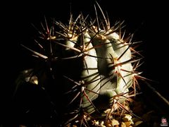 Echinopsis thionantha ssp. glauca.jpg