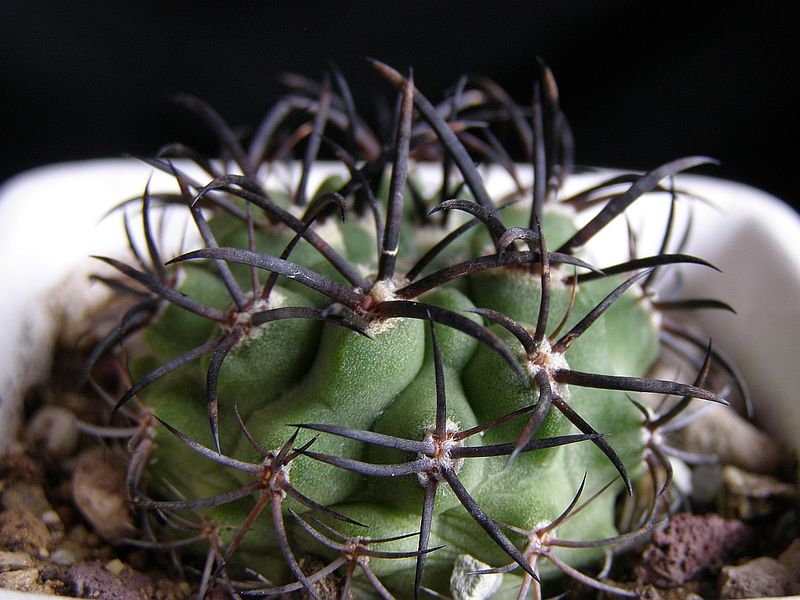 Файл:Eriosyce subgibbosa ssp. clavata.jpg
