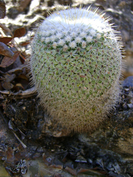 Файл:Mammillaria supertexta 1b.jpg