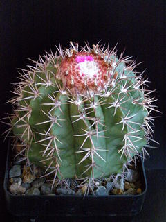 Melocactus ernestii ssp. longicarpus.JPG