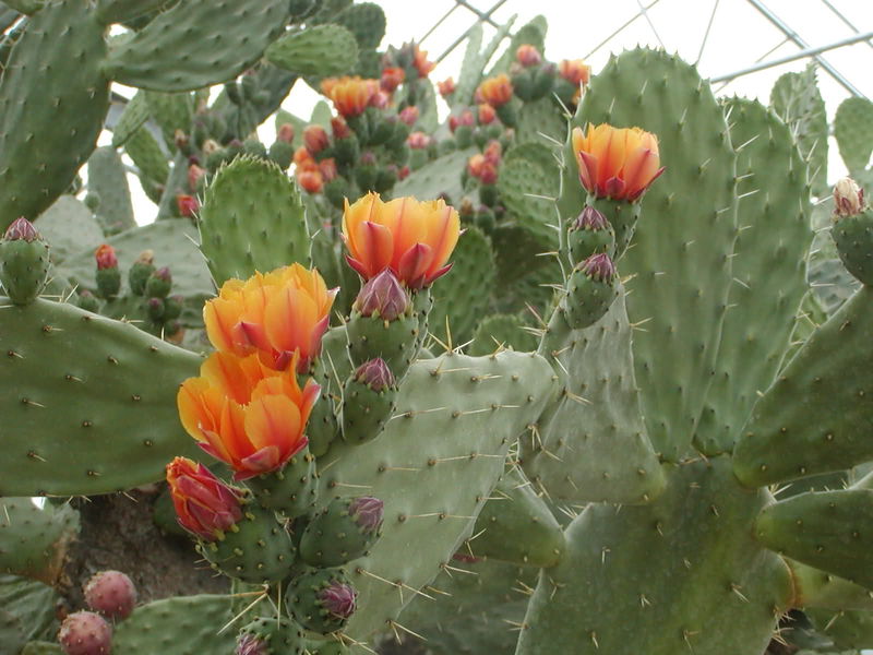 Файл:Opuntia tomentosa.jpg