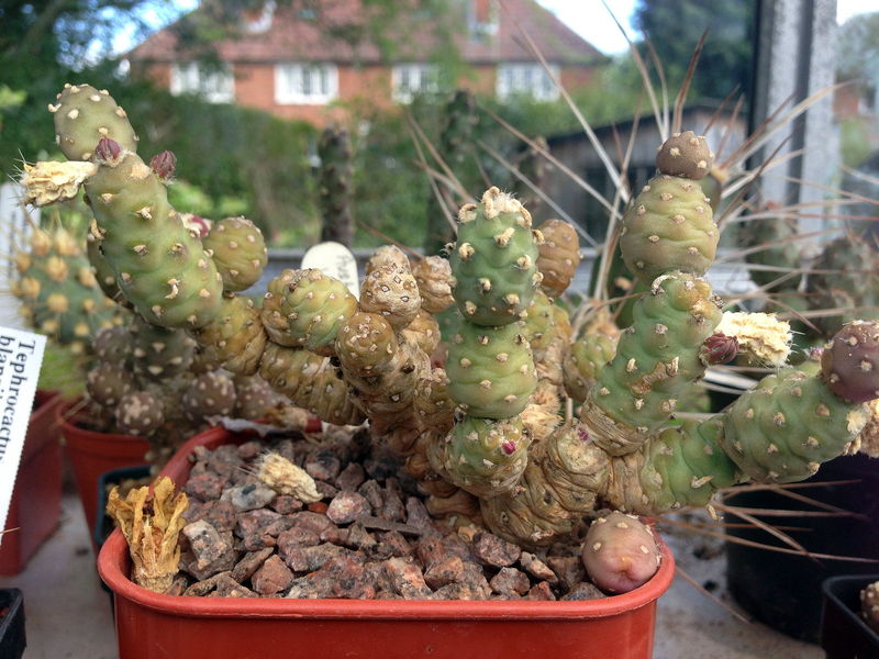 Файл:Tephrocactus verschaffeldtii 4.jpg
