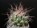 Thelocactus conothelos ssp. garciae 2.jpg