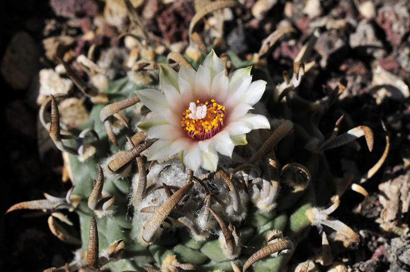 Файл:Turbinicarpus klinkerianus.jpg