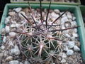 Coryphantha borwigii SCH.jpg