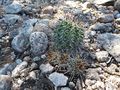 Echinopsis aurea ssp. aurea 3.JPG