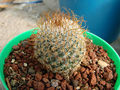 Mammillaria huitzilopochtli ssp niduliformis 2.jpg