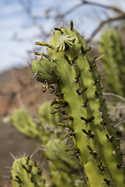 Файл:Myrtillocactus cochal 3h.jpg