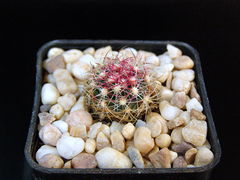 Thelocactus bicolor ssp. flavidispinus.JPG