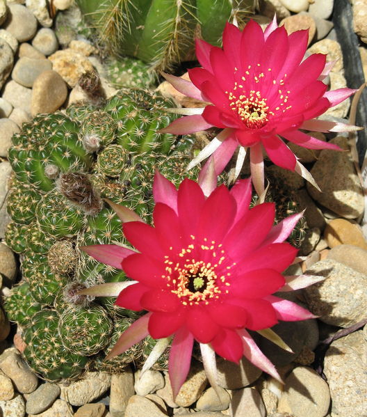 Файл:Echinopsis arachnacantha 1.jpg