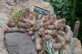 Mammillaria sphacelata ssp. viperina 2.jpg