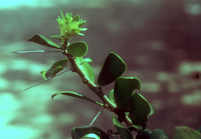 Файл:Pereskia lychnidiflora 1.jpg