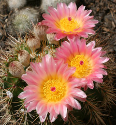 Parodia herteri 1.jpg