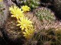 Rebutia neocumingii ssp. pulquinensis 1.jpg