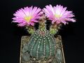 Echinocereus pulchellus ssp. pulchellus var. amoenus.jpg